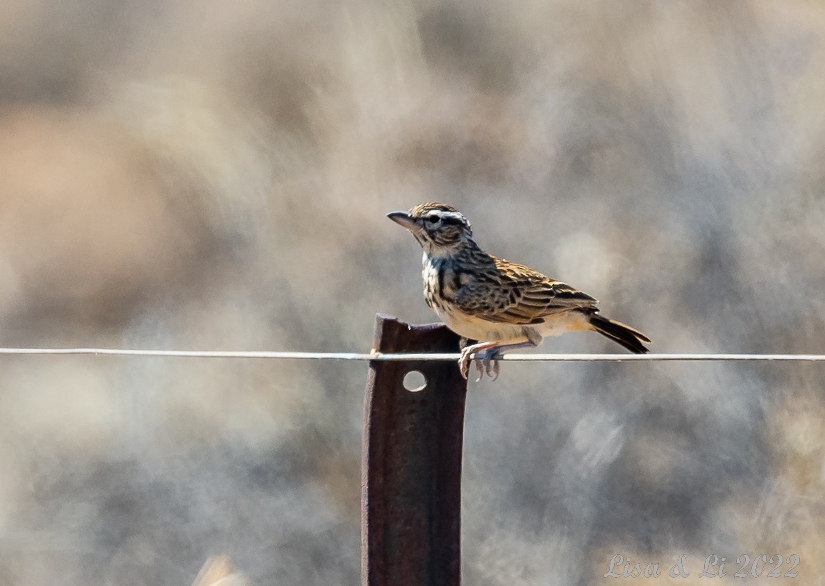 Red Lark - ML517903801