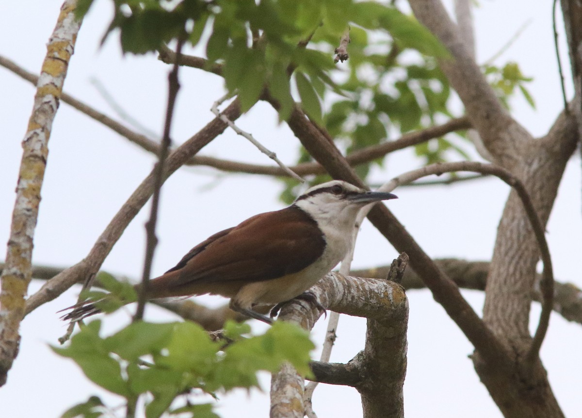 Giant Wren - ML517904041