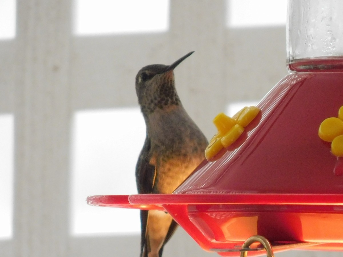 Anna's Hummingbird - ML517904051