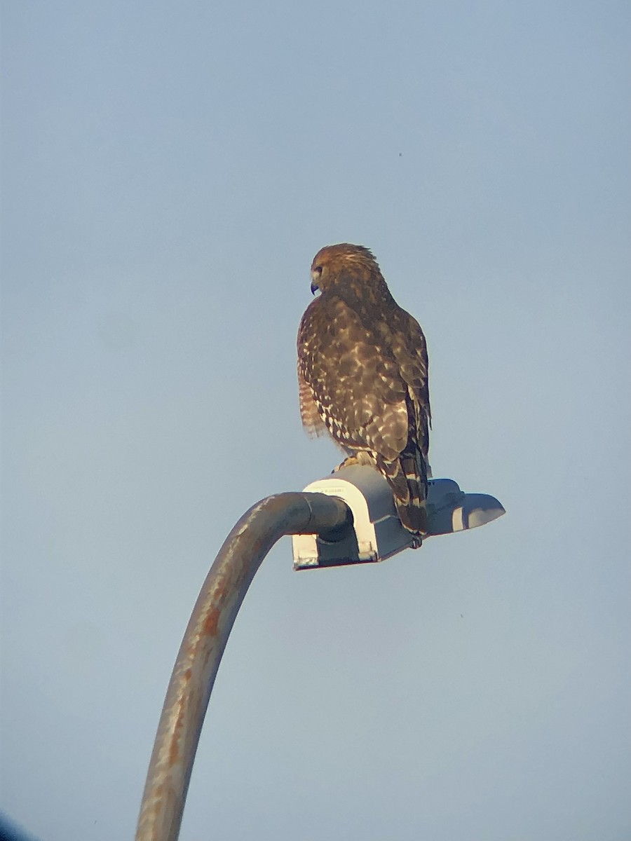 Red-shouldered Hawk (lineatus Group) - ML517905421