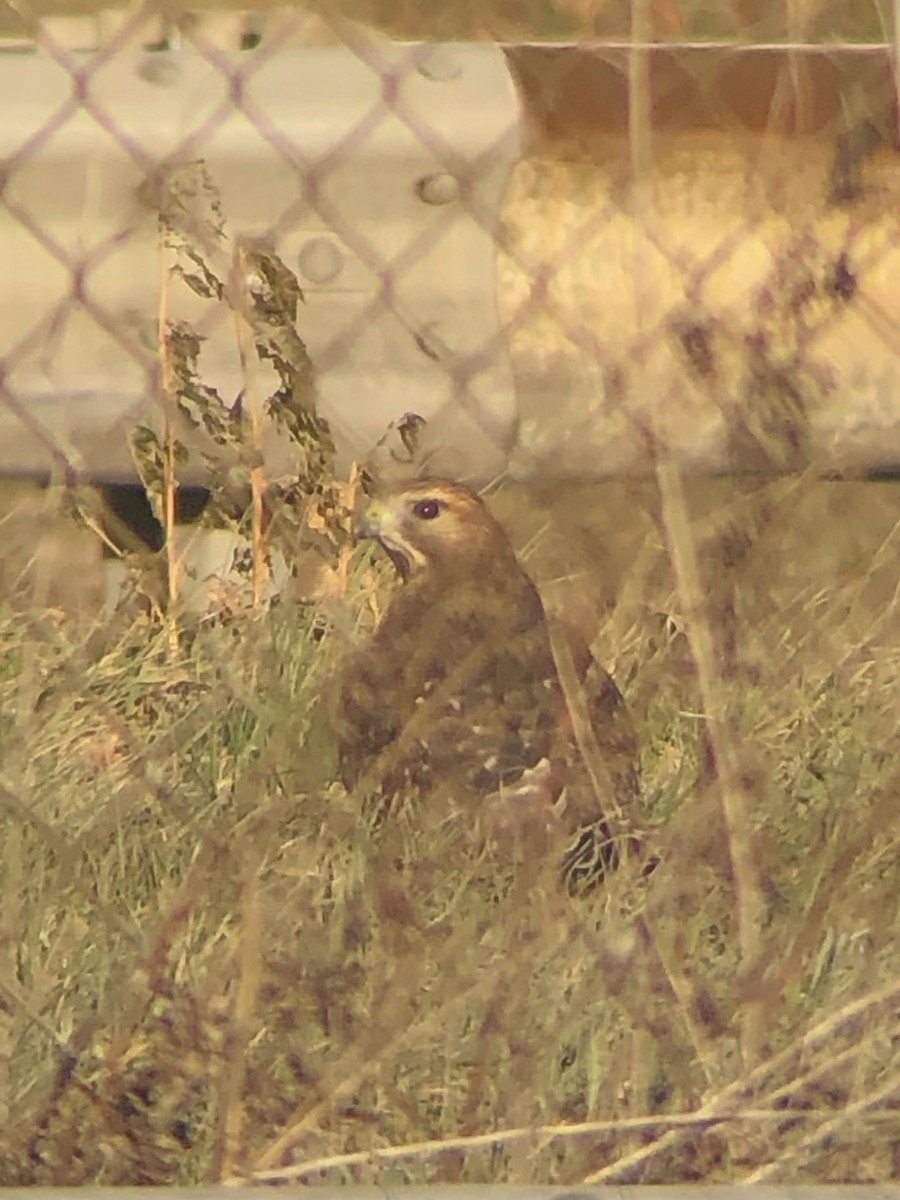 Red-shouldered Hawk (lineatus Group) - ML517905641