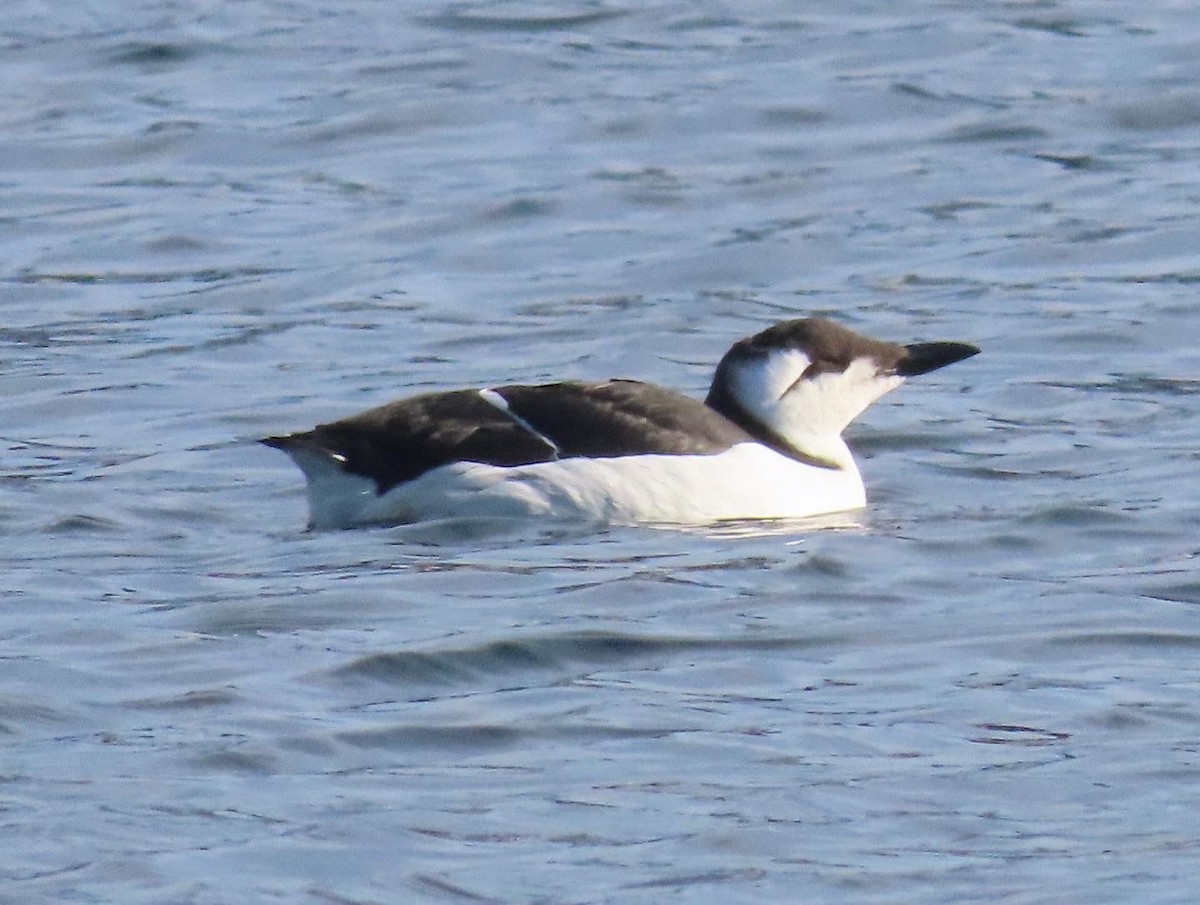 Common Murre - ML517908051