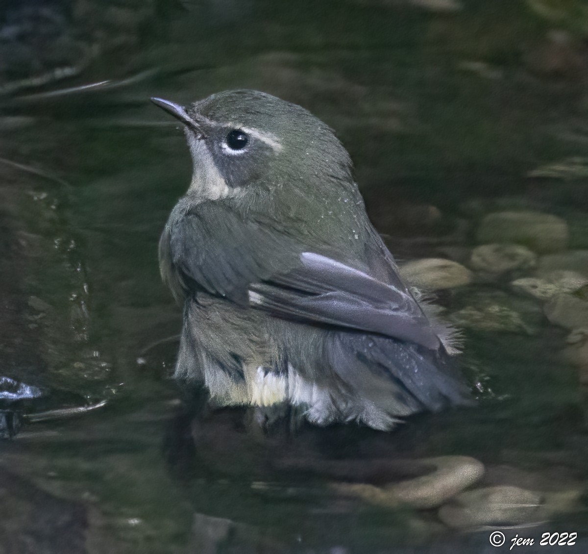 Black-throated Blue Warbler - ML517910721