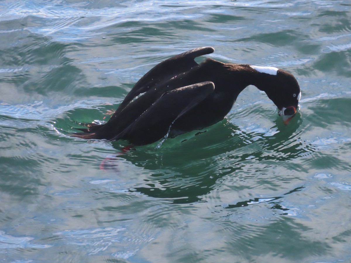 Surf Scoter - Elias Markee-Ratner