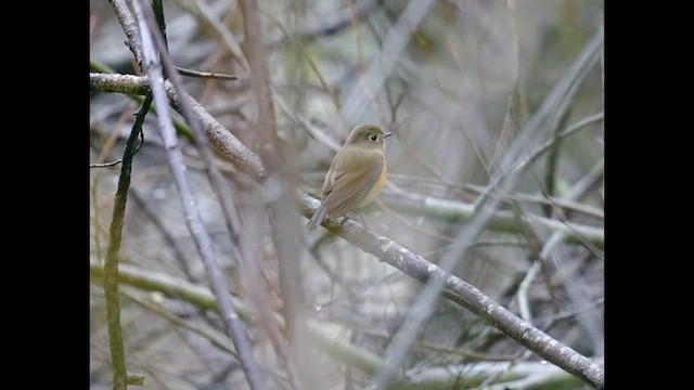 Robin à flancs roux - ML517911021