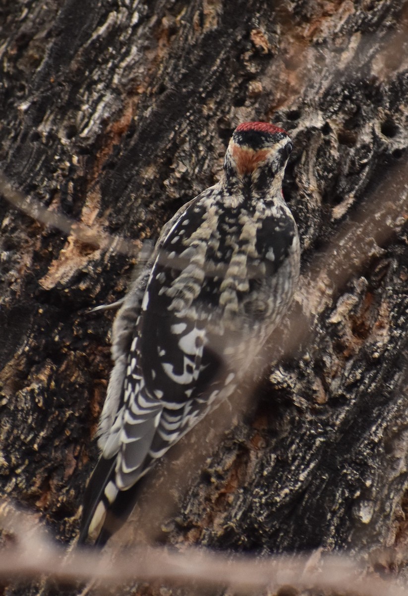 Red-naped Sapsucker - ML517911031