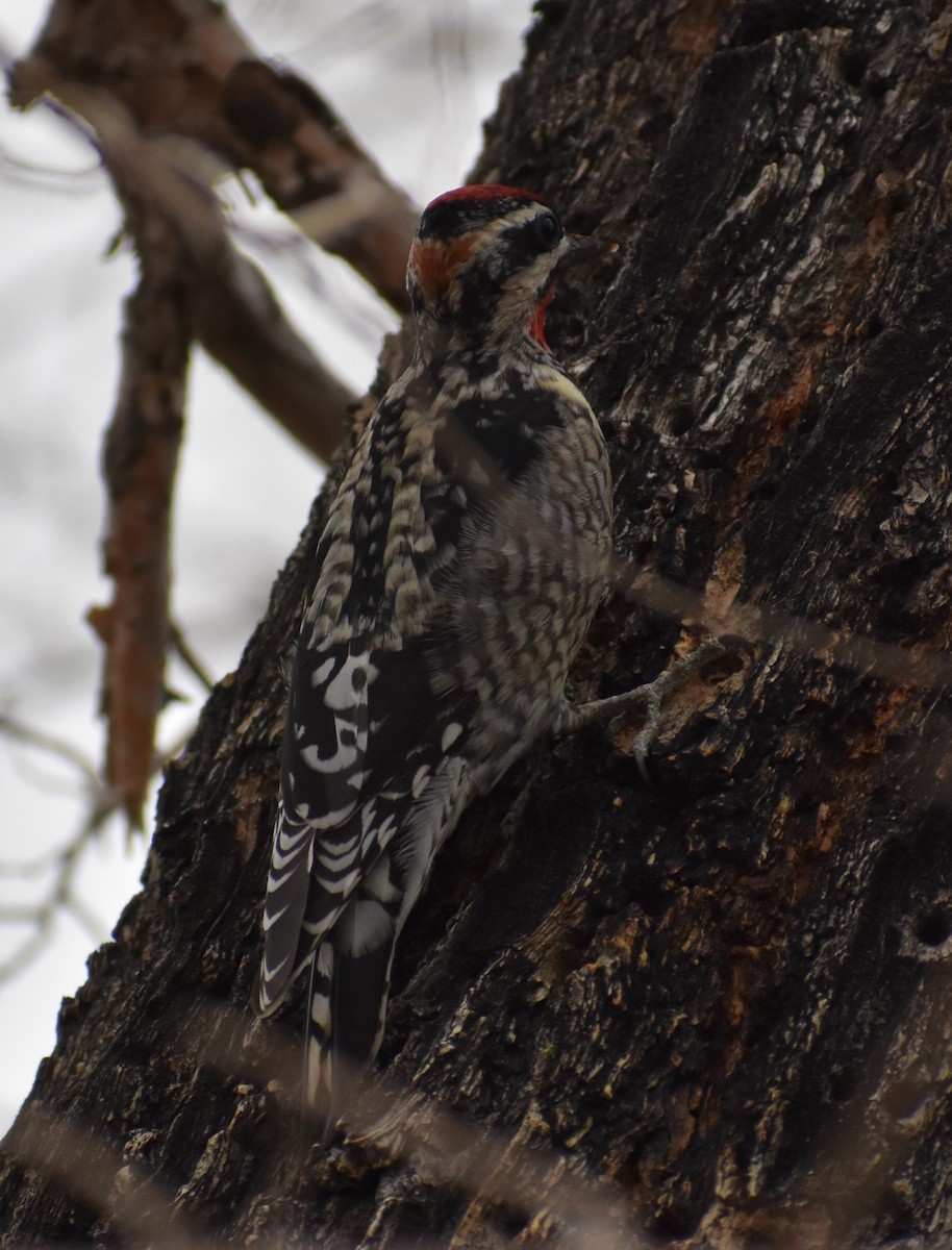 Red-naped Sapsucker - ML517911101