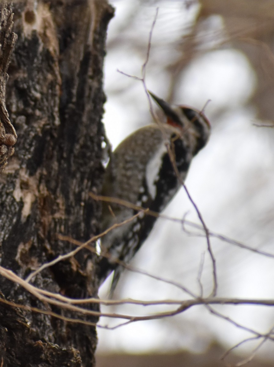 Red-naped Sapsucker - Marina Roell