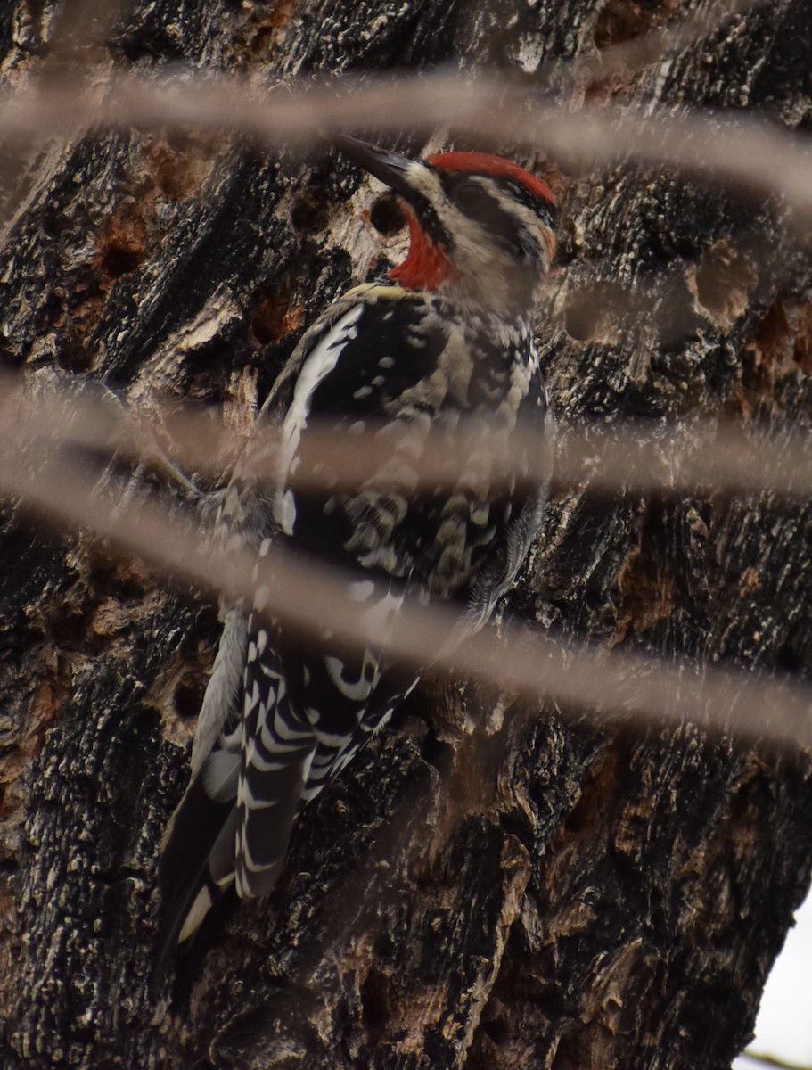 Red-naped Sapsucker - Marina Roell