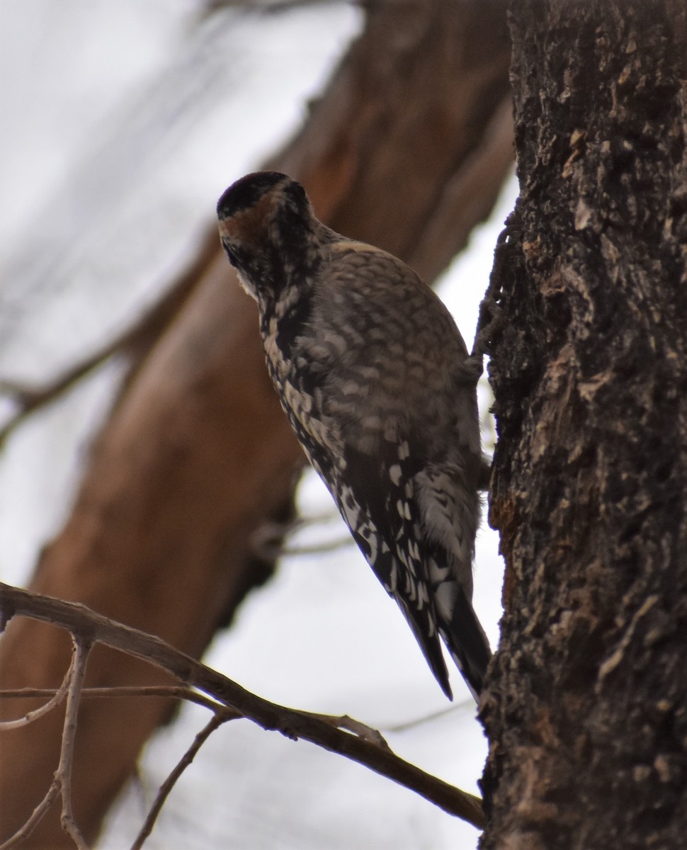 Red-naped Sapsucker - Marina Roell