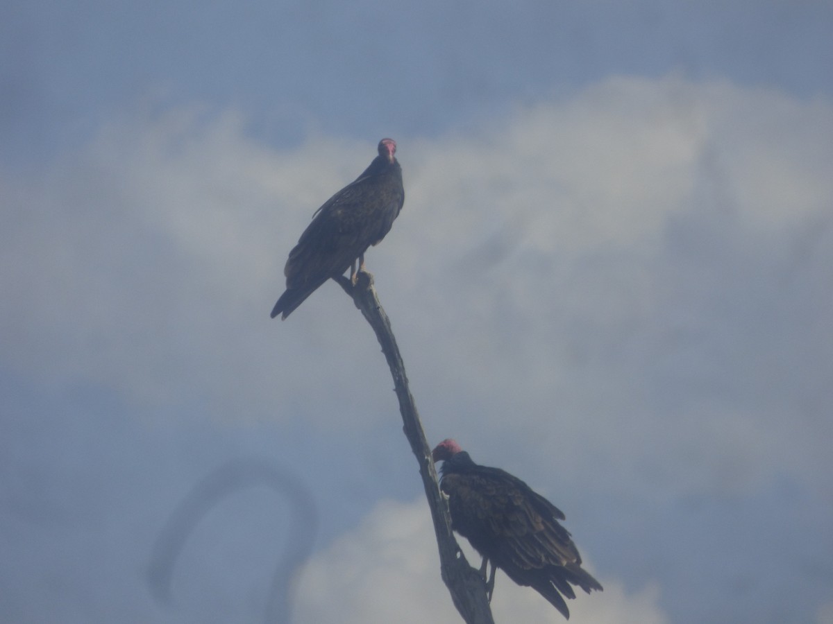 Urubu à tête rouge - ML517912591