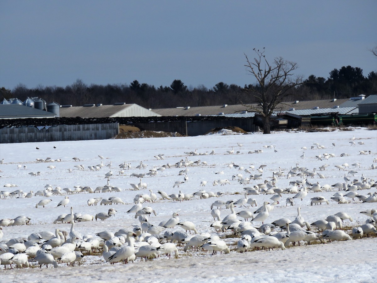 Snow Goose - Stacy Robinson