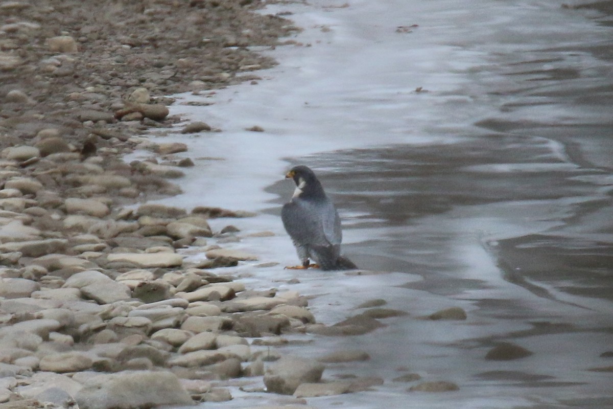 Peregrine Falcon - ML517912711