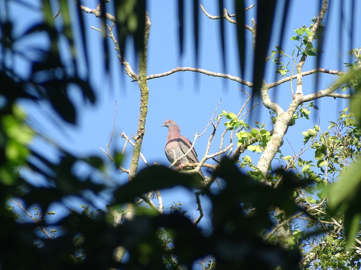 Pale-vented Pigeon - ML517912811