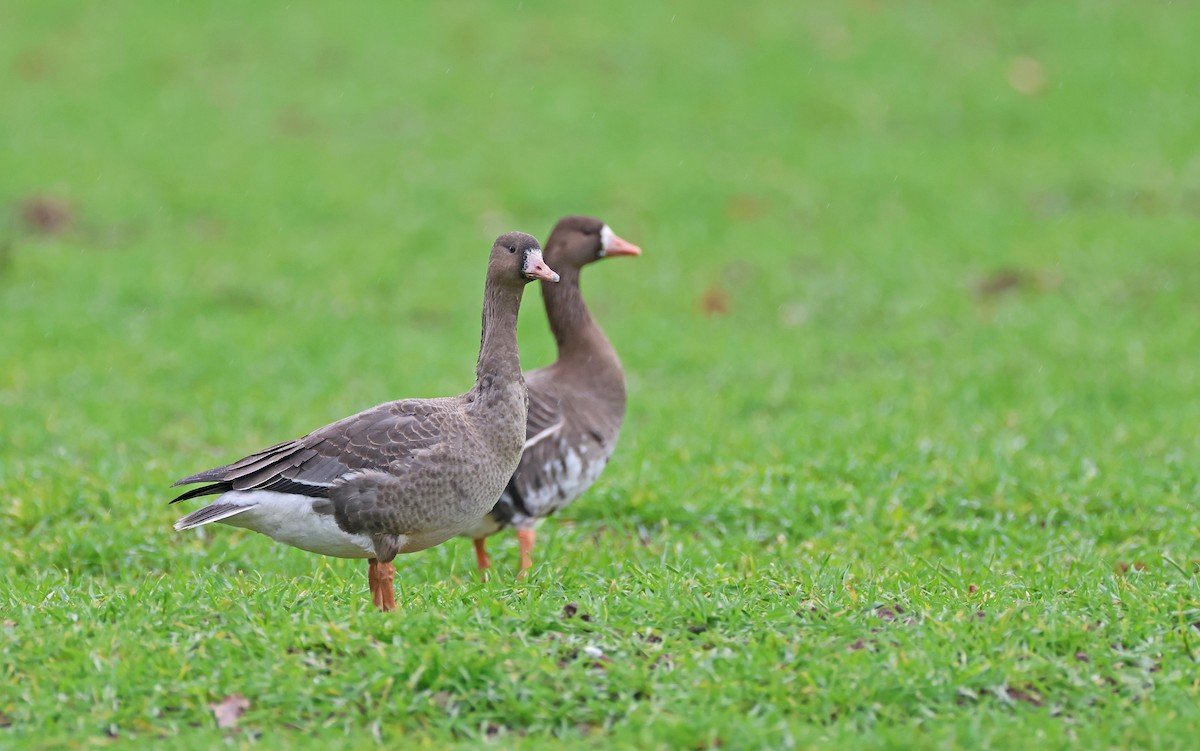 Antzara muturzuria (eurasiarra) - ML517913361