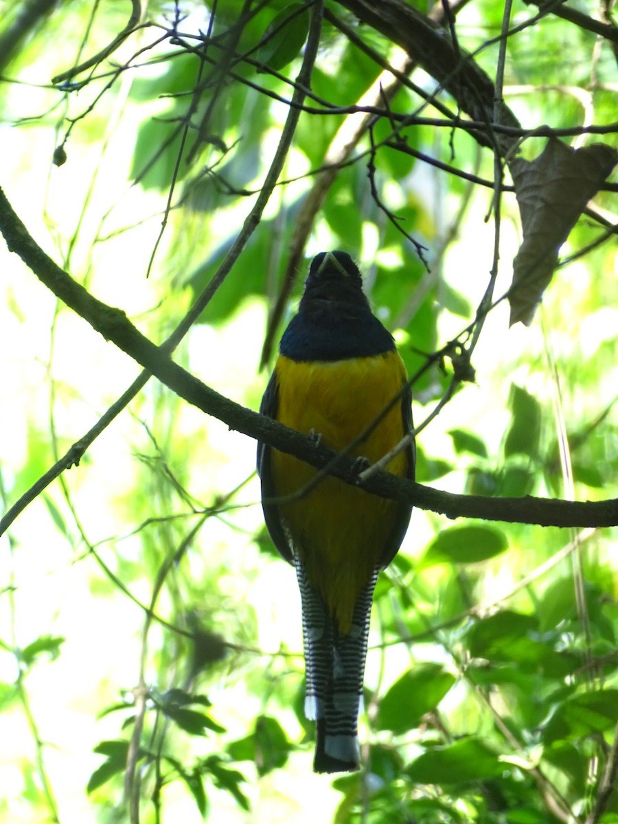 Trogon de Pelzeln - ML517913751