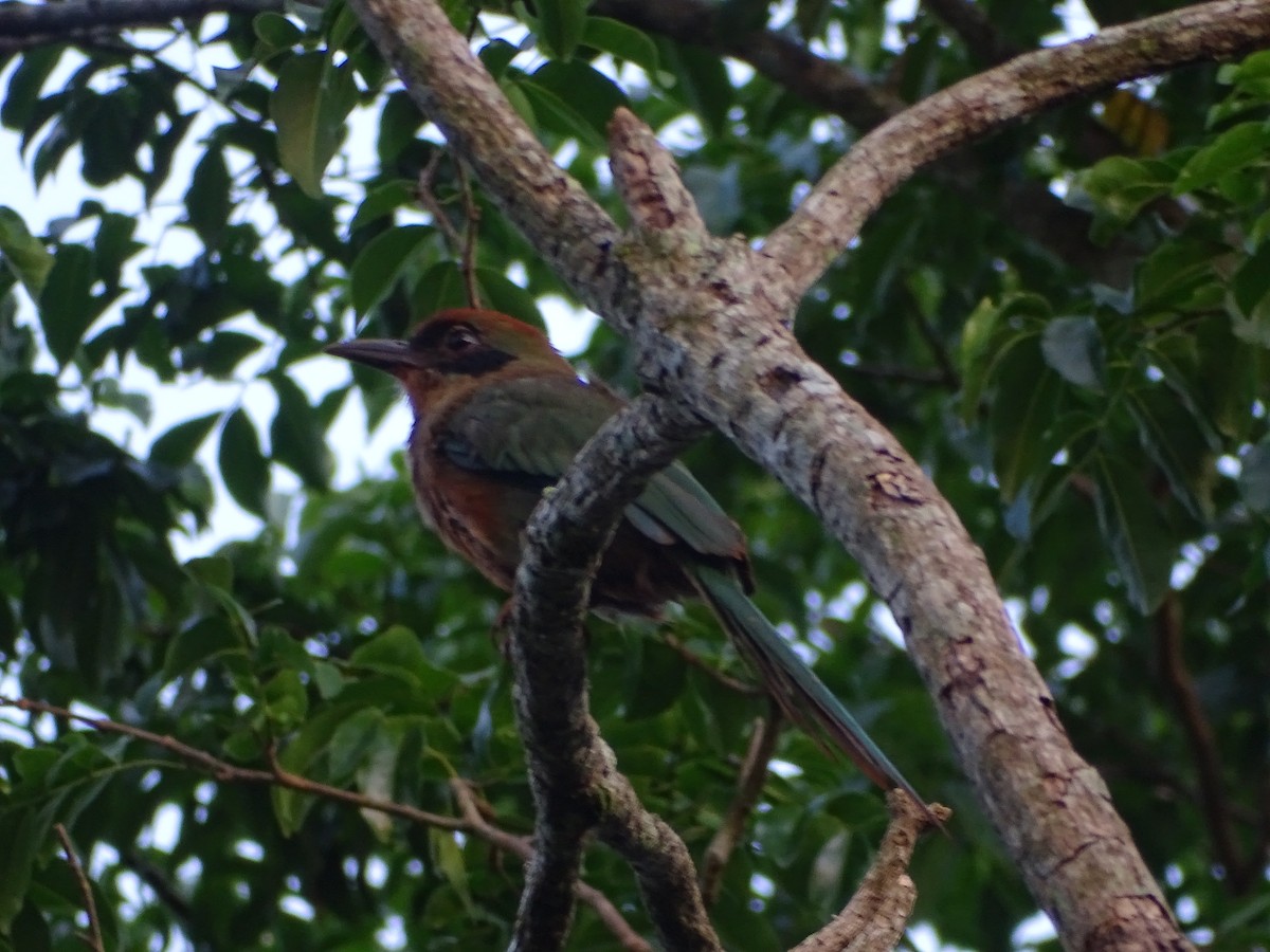 Rufous-capped Motmot - ML517914701