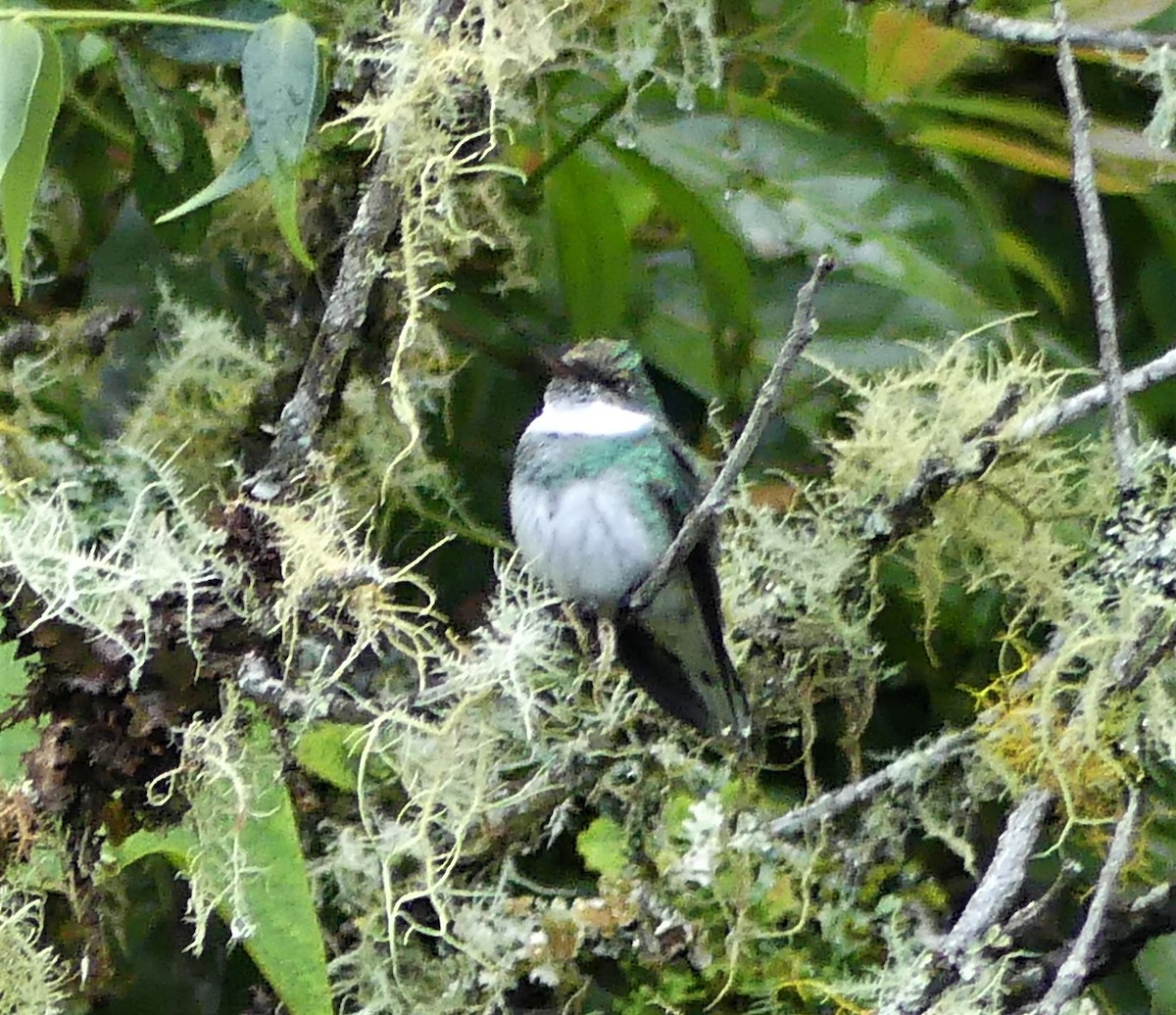 White-throated Hummingbird - ML517914721