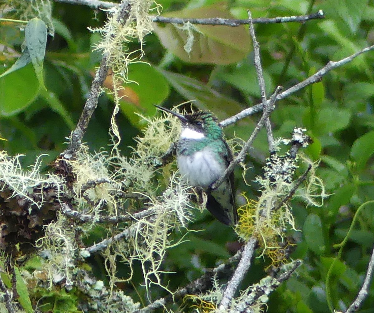 White-throated Hummingbird - ML517914731