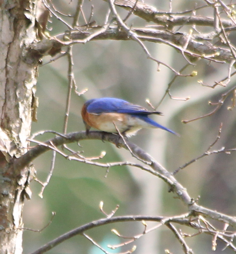 Eastern Bluebird - Michael Murray