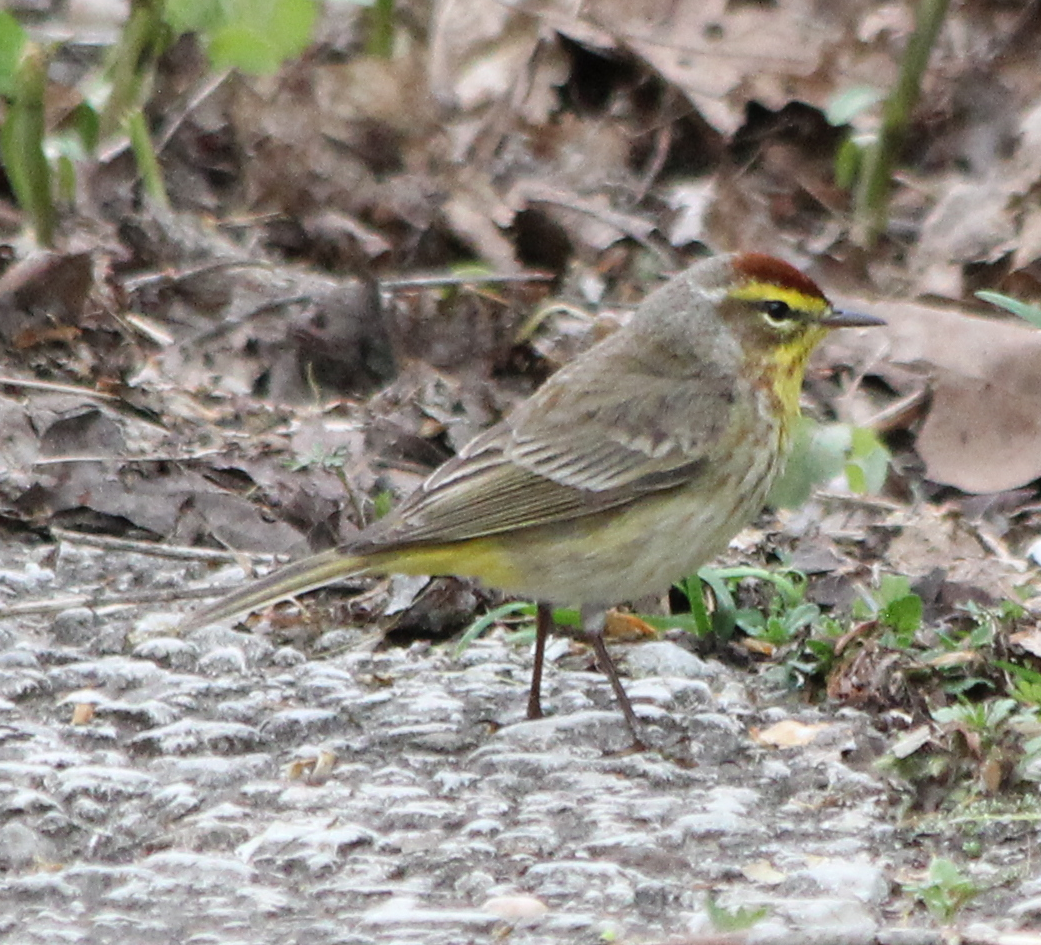 Palm Warbler - Michael Murray