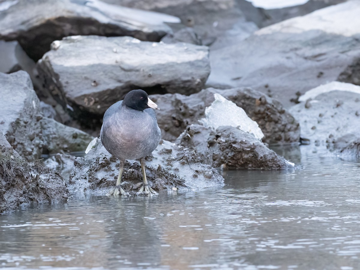 American Coot - ML517916271