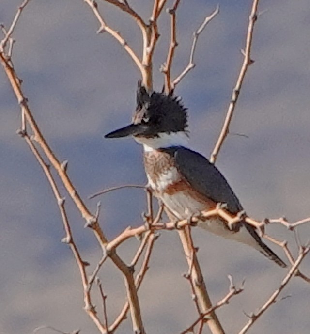 Belted Kingfisher - ML517916831