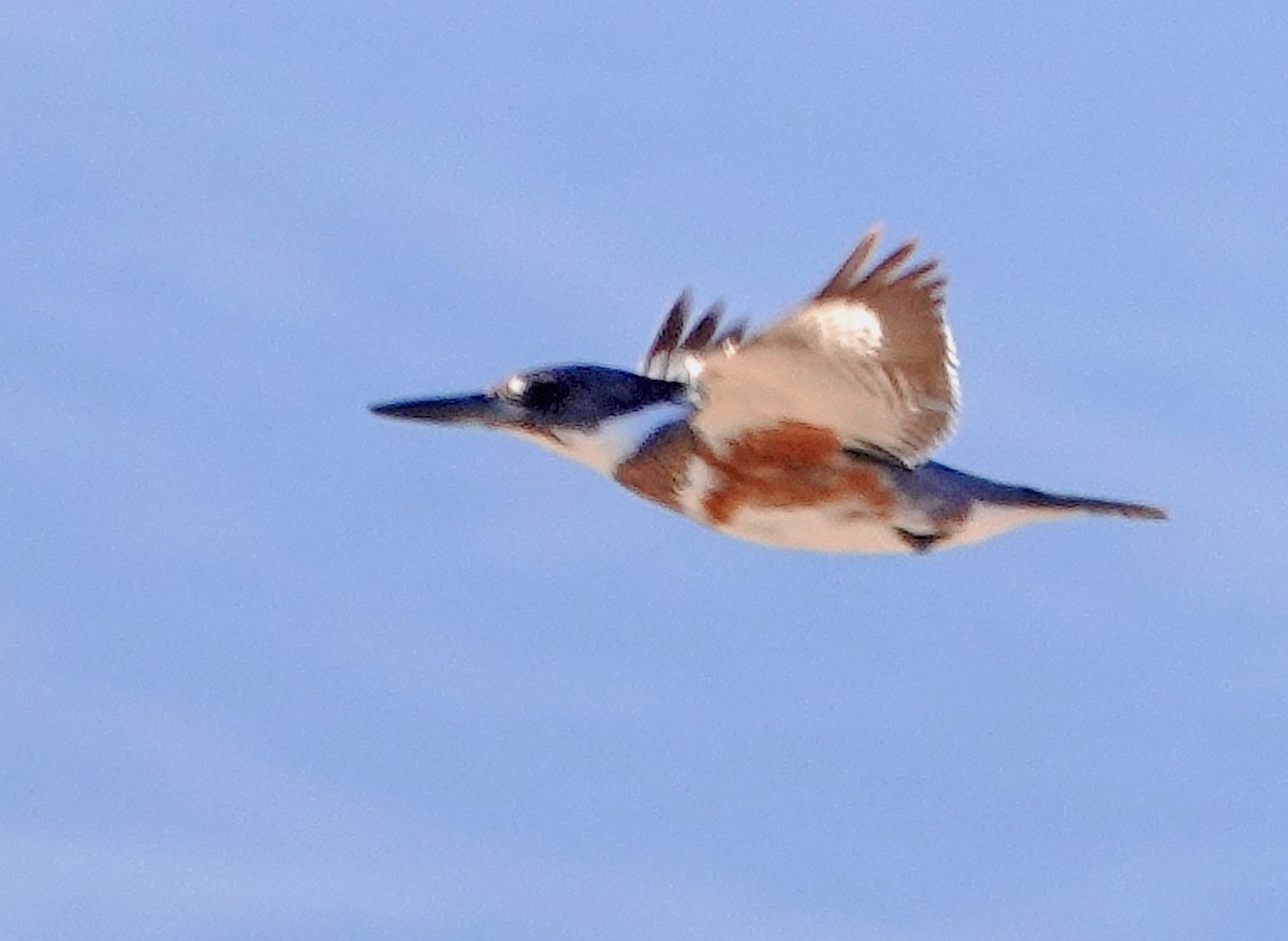 Belted Kingfisher - ML517916841