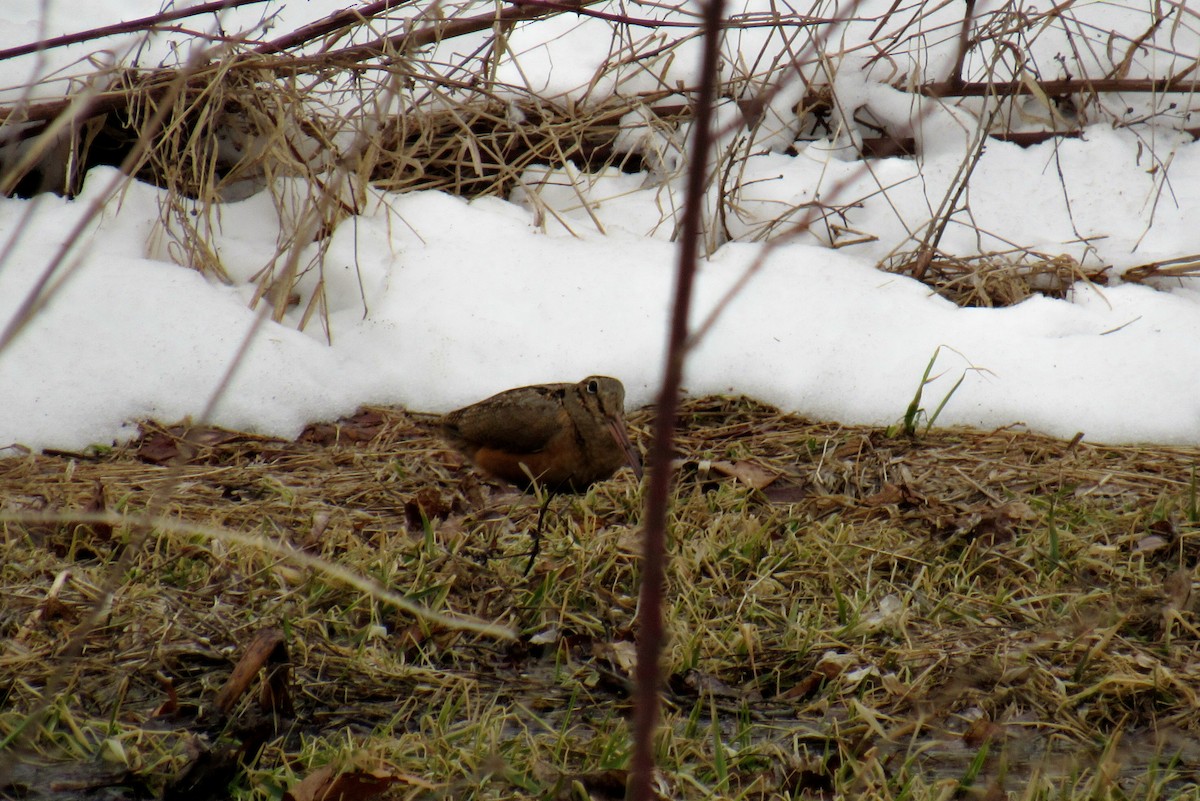 American Woodcock - ML51791801