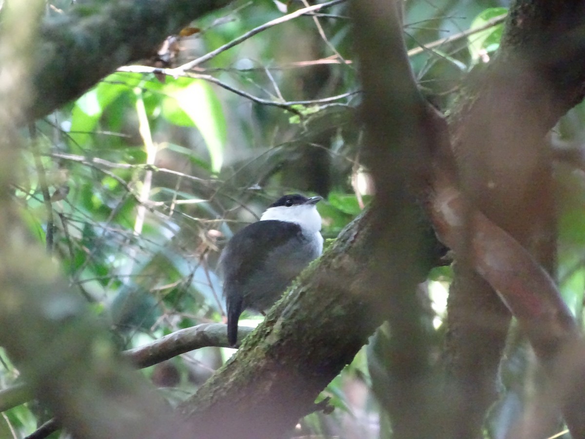 White-bearded Manakin - ML517918291