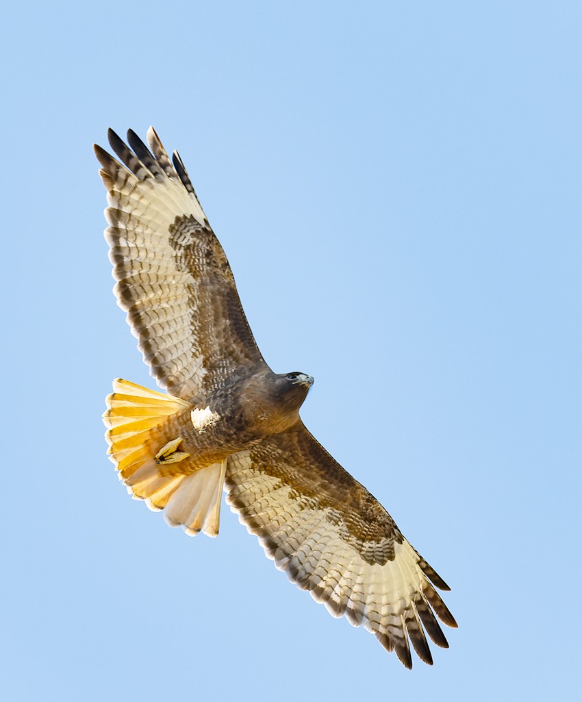 Red-tailed Hawk - ML517918361