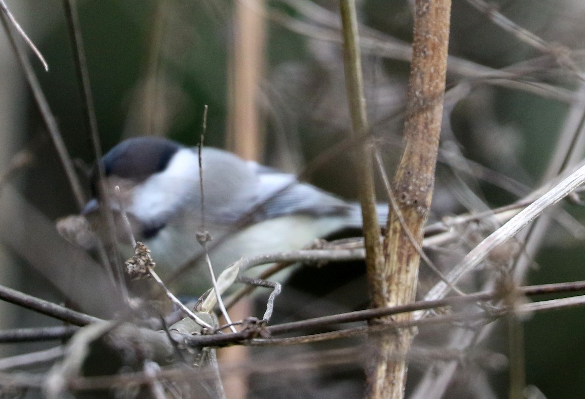 Carolina Chickadee - ML517918491