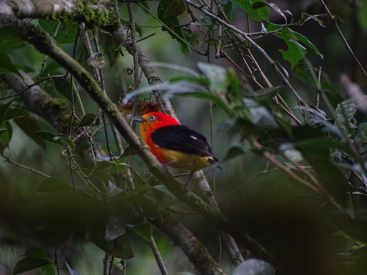 Band-tailed Manakin - ML517918541