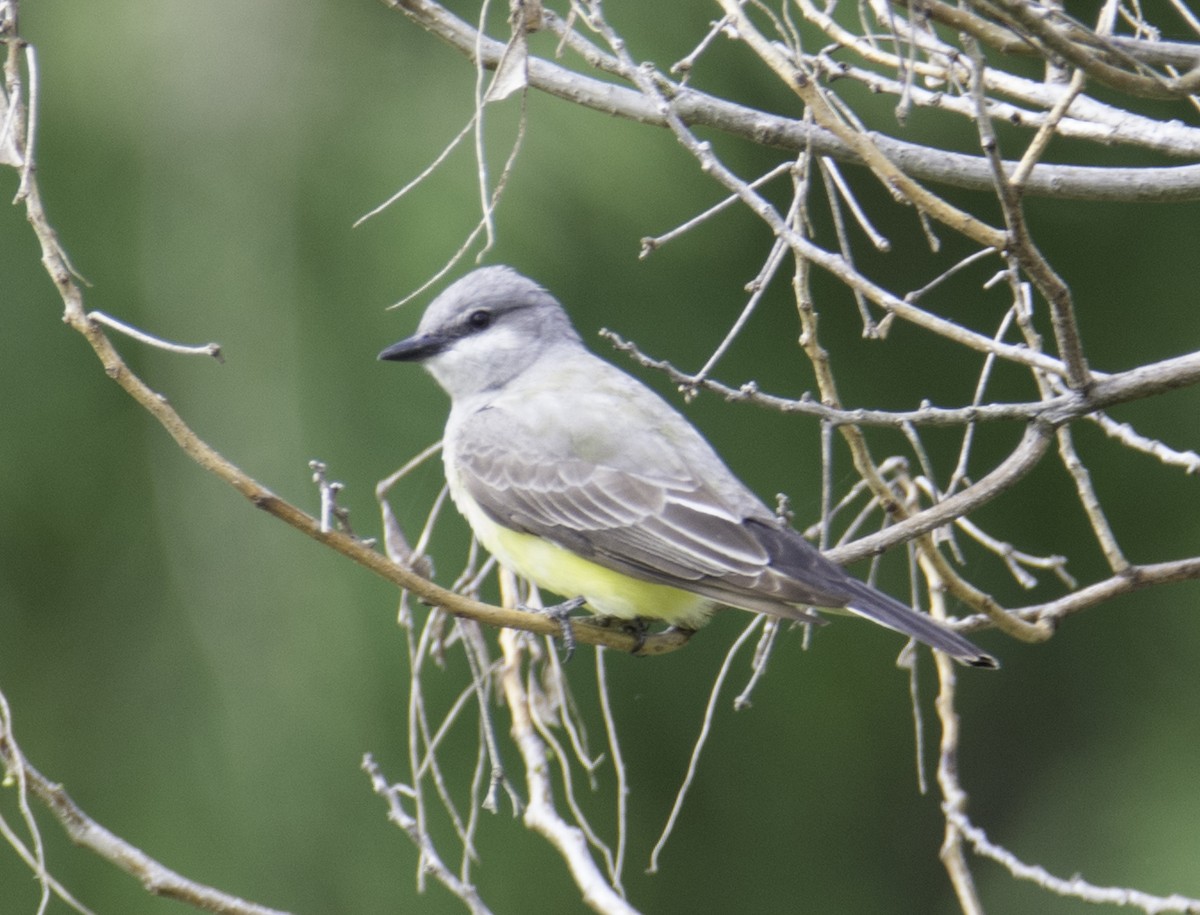 Western Kingbird - ML51791911