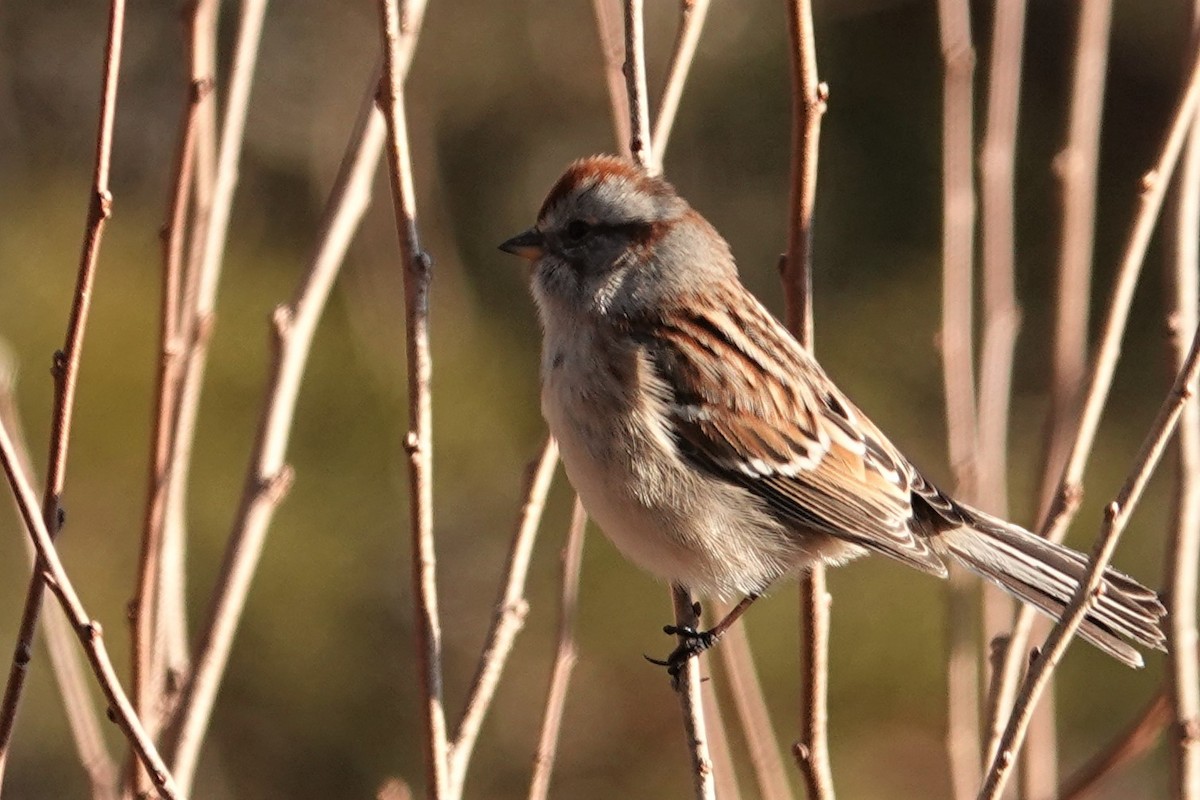 American Tree Sparrow - Jeffrey Turner