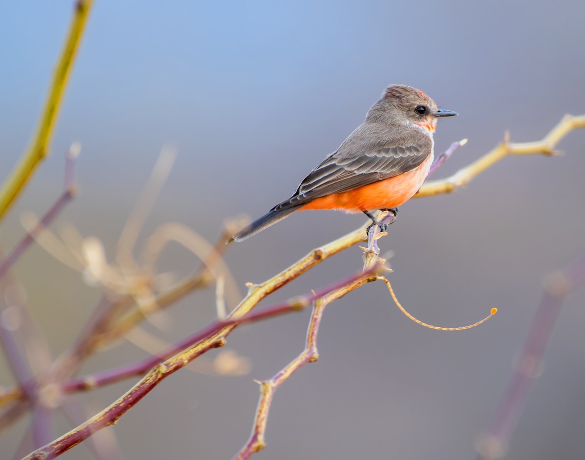 Vermilion Flycatcher - ML517919991