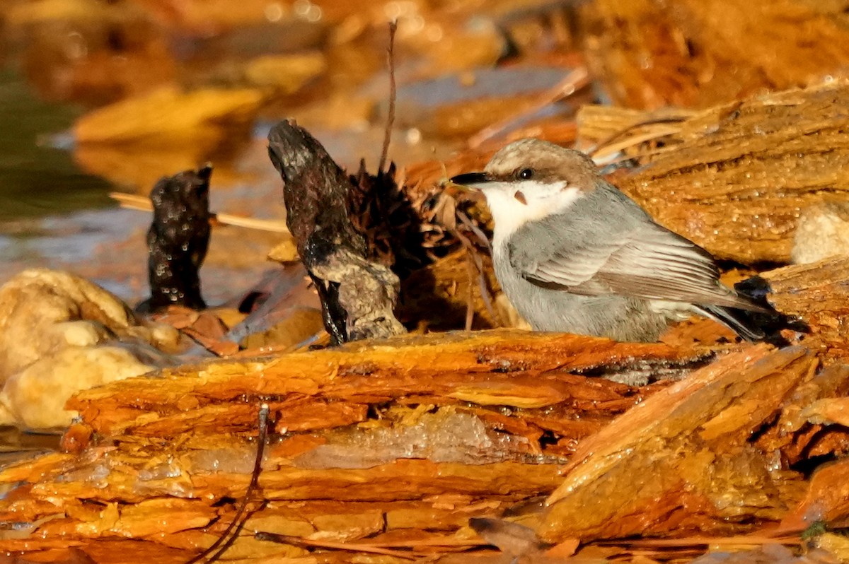 Brown-headed Nuthatch - ML517920741