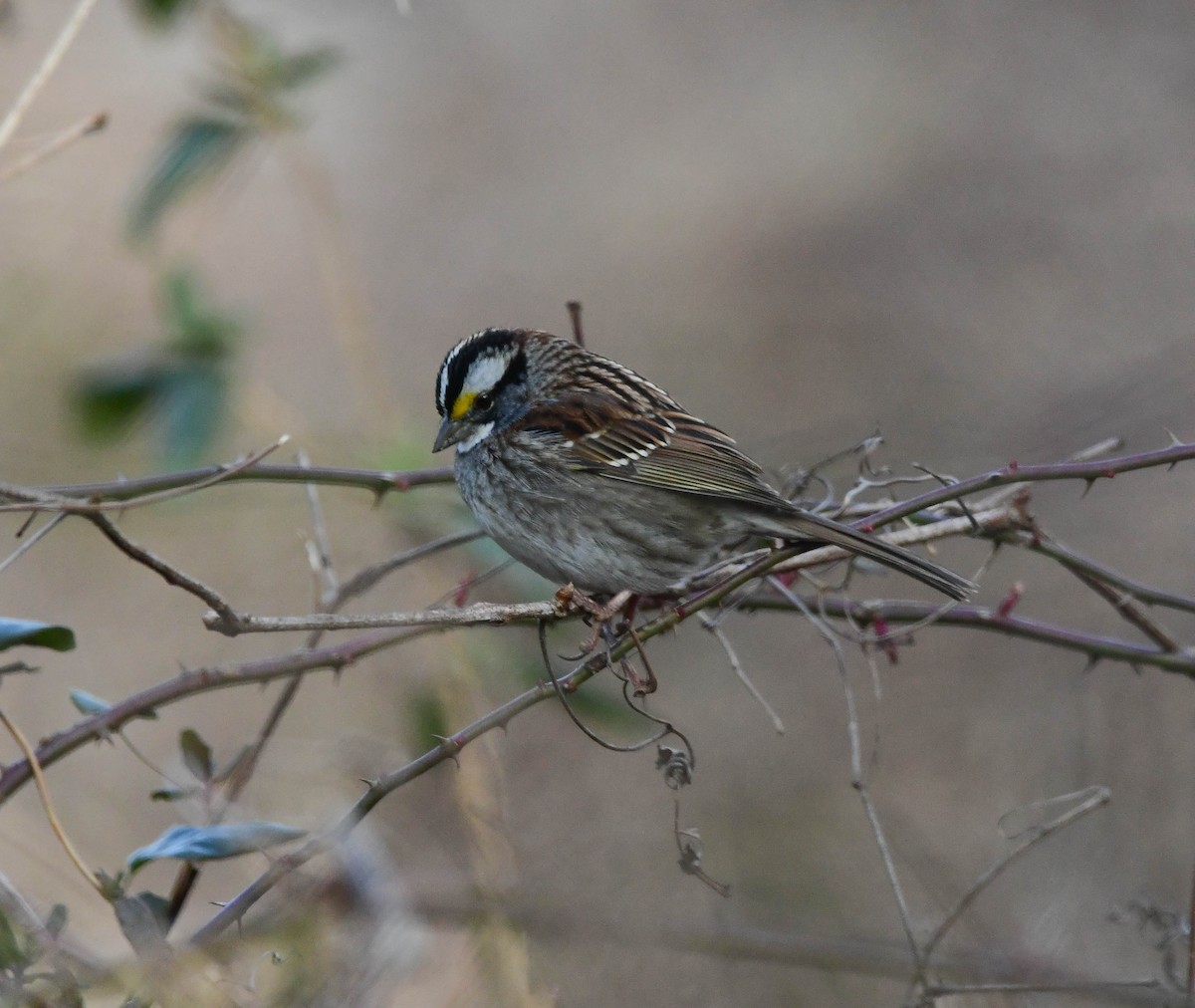 White-throated Sparrow - ML517921351