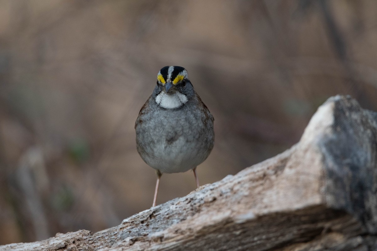 White-throated Sparrow - ML517921411