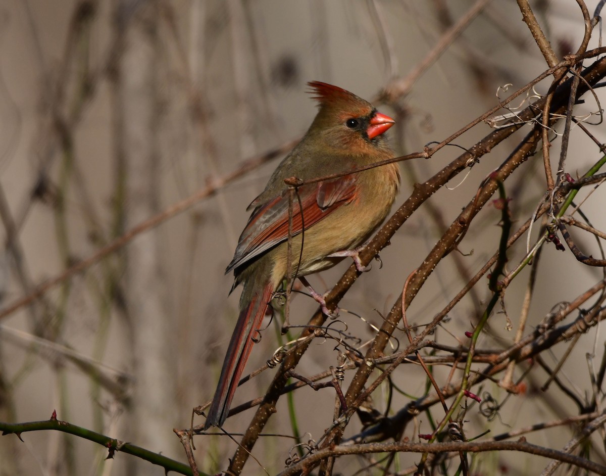 Northern Cardinal - ML517921501