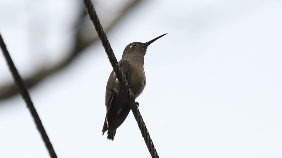 Sombre Hummingbird - Ricardo Mitidieri