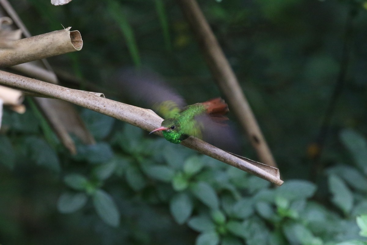 Rufous-tailed Hummingbird - ML517922911