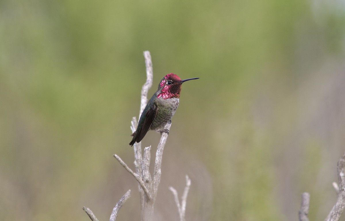 Anna's Hummingbird - Mary Keleher