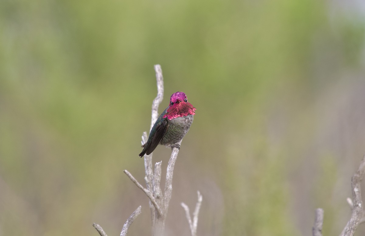 Anna's Hummingbird - Mary Keleher