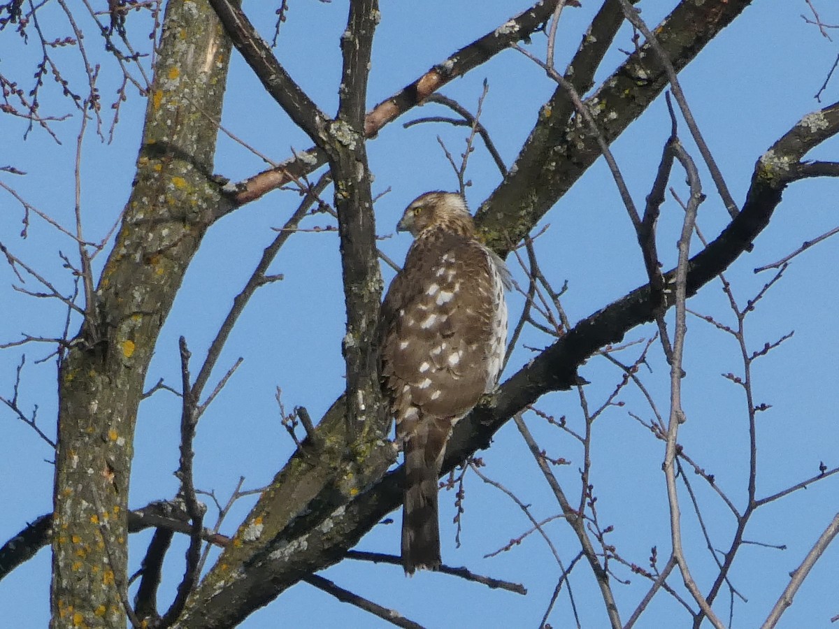 Cooper's Hawk - ML517923881