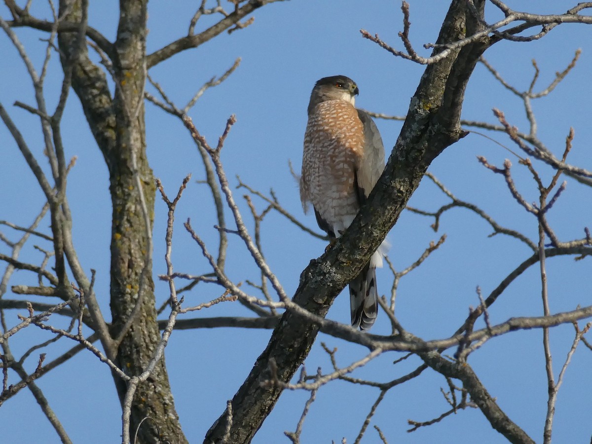 Cooper's Hawk - ML517923891