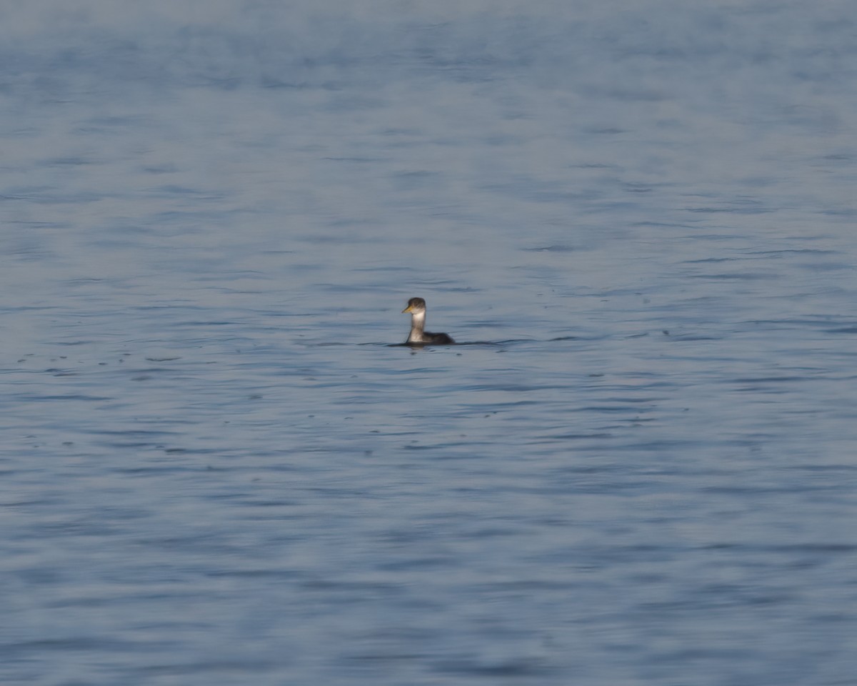 Red-necked Grebe - Michael Mathews