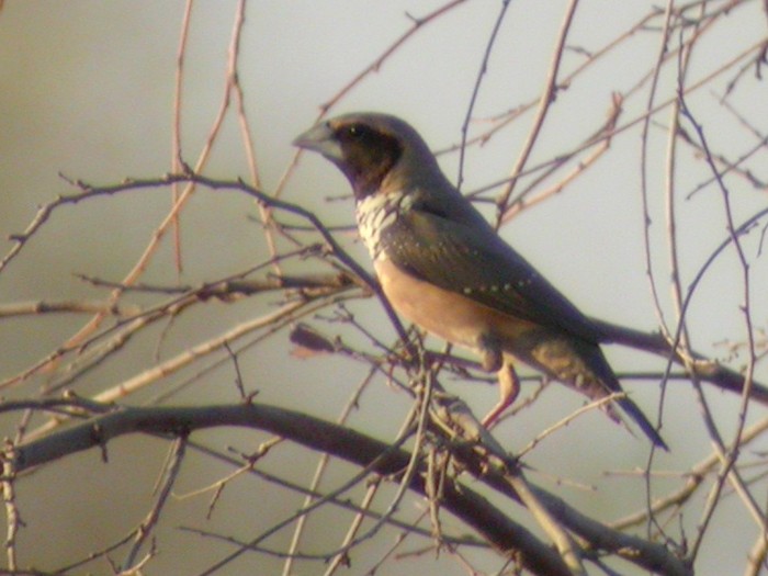 Pictorella Munia - ML51792461