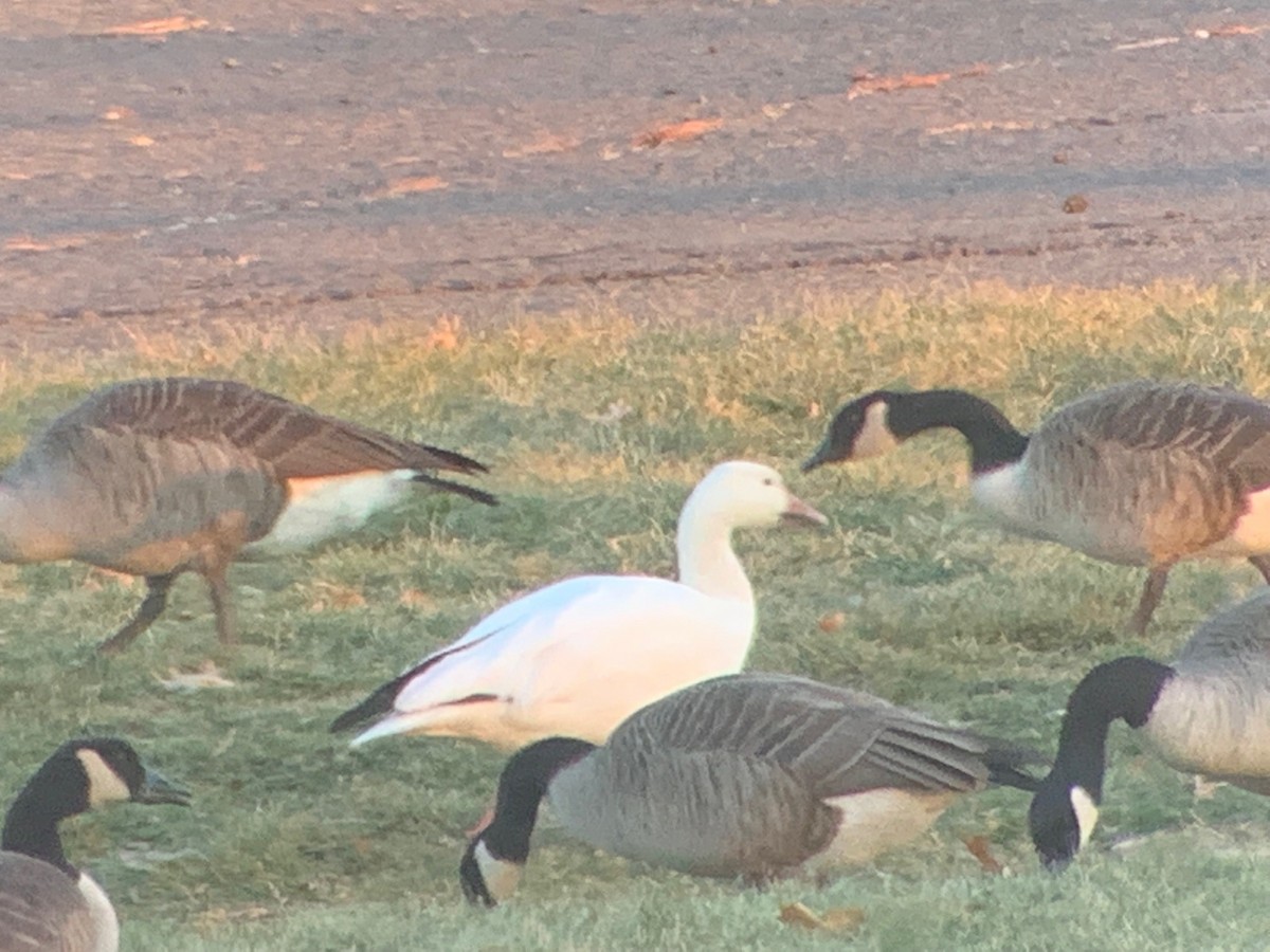 Snow Goose - ML517926221