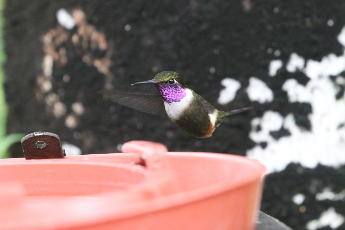 Purple-throated Woodstar - ML517926501